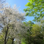 Blossom in Holland Park
